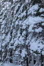 One snow covered spurce forest, close, vertical image Royalty Free Stock Photo