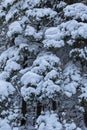 One snow covered spurce forest, close, vertical image Royalty Free Stock Photo