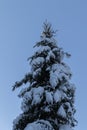 One snow covered spurce with sky in the background Royalty Free Stock Photo