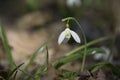 One snowdrop first flowers in sunny spring forest