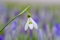 One snowdrop flower isolated Royalty Free Stock Photo