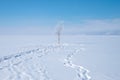 One snowy tree and footprints on snow. Royalty Free Stock Photo