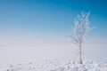 One snowy tree on the right and footprints on snow around the tree. Royalty Free Stock Photo