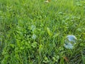 One soap bubble on green grass