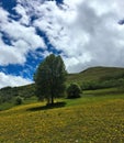 One solitary tree grew on the mountainside Royalty Free Stock Photo