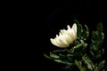One Solitary White Chrysanthemum blooming on Dark Background with copy space Royalty Free Stock Photo