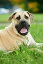 One South African Boerboel dog Royalty Free Stock Photo