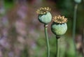 Poppy Capsules close up on a blurred background Royalty Free Stock Photo