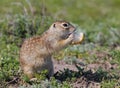 One speckled ground squirrel or spotted souslik Spermophilus suslicus on the ground eating a bread.