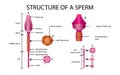 One sperm is human semen. In the white back