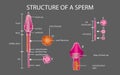 One sperm is human semen. In the white back