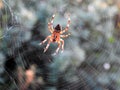 Spider in his net in field, Lithuania Royalty Free Stock Photo