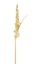 One spikelet of oat isolated on white background