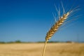 One spikelet of wheat on blue clear sky in a sunny summer hot day in a wide yellow field. Season of a harvesting. Close up of corn Royalty Free Stock Photo