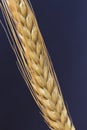 One spikelet of wheat. Top view. close-up