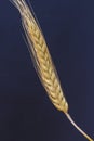 One spikelet of wheat. Top view. close-up