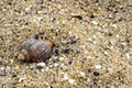 One spiral sea shell lies on the sand. Summer beach vacation Royalty Free Stock Photo