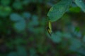 An one spot grass yellow butterfly chrysalis has been softened and become transparent and almost ready to emerge