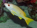 A One Spot Snapper Lutjanus monostigma in the Red Sea