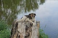 One spotted dog lies on a gray stump Royalty Free Stock Photo