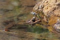 Frog sitting in pond water close up Royalty Free Stock Photo