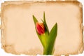 One spring red tulip on the background of an old beige paper card Royalty Free Stock Photo