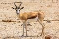 One springbok standing