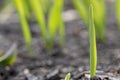 One sprout of wheat on a blurred background of germinating grain on the field. Copy space for text