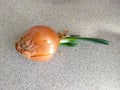 One sprouted onion on the countertop