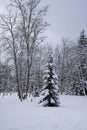 One spruce tree grows with white fluffy snow Royalty Free Stock Photo