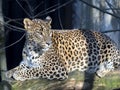 Sri Lanka Leopard, Panthera pardus kotiya, looks around Royalty Free Stock Photo