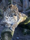 Sri Lanka Leopard, Panthera pardus kotiya, looks around Royalty Free Stock Photo