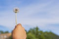 A child`s hand holds one ripe past and fluffy dandelion flower against a blue summer sky Royalty Free Stock Photo