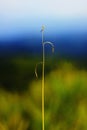 One stalk of weed boleh background Royalty Free Stock Photo