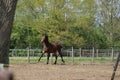 One stallion horse, at a sunny day. Galloping dressage horse stallions in a meadow. Breeding horses