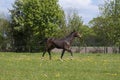 One stallion horse, at a sunny day. Galloping dressage horse stallions in a meadow. Breeding horses