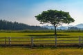 One stand alone a big tree in farm under warming sun light, behind old wooden fence, background of pine forest, mountain scape and Royalty Free Stock Photo