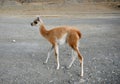 One standing baby guanaco Royalty Free Stock Photo