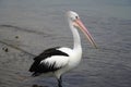 one standing pelican in the water waiting for a feed