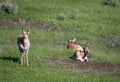 One Standing Pronghorn and Two Resting Male Antelope Royalty Free Stock Photo