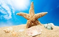 One Starfish on beach sand, close-up view Royalty Free Stock Photo