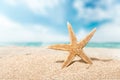 One Starfish on beach sand, close-up view Royalty Free Stock Photo