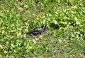 One starling bird on green grass, Lithuania Royalty Free Stock Photo