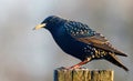 - one starling is sitting on a pole, blur background. Royalty Free Stock Photo