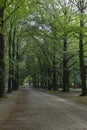 One of the stately driveways with tall trees at Soestdijk Palace, Netherlands