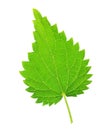 One stinging nettle leaf isolated on white Royalty Free Stock Photo
