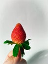 One strawberry fresh Royalty Free Stock Photo
