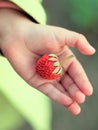 One strawberry ripe berry lie in a child`s hand