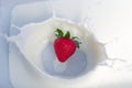 One strawberry splashing into creamy yogurt Royalty Free Stock Photo