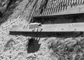 Black and white stray cat walking on the beach Royalty Free Stock Photo